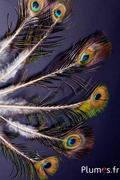 Pauw blauw miniatuur gouden schacht - 15-25 cm - natuurlijk